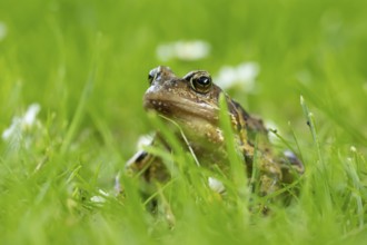 Common frog (Rana temporaria) adult amphibian on a garden grass lawn in summer, England, United