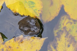 Common frog (Rana temporaria) adult amphibian on the water surface of a garden pond with fallen