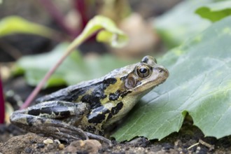 Common frog (Rana temporaria) adult amphibian amongst a garden vegetable border in summer, England,
