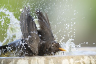 Eurasian blackbird (Turdus merula) adult female garden bird washing in a bird bath in spring,