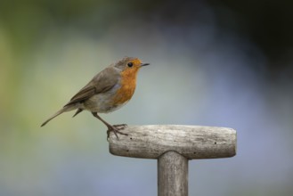 European robin (Erithacus rubecula) adult garden bird on a fork handle in spring, England, United
