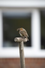 European robin (Erithacus rubecula) adult garden bird with nesting material in its beak on a fork