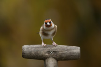 European goldfinch (Carduelis carduelis) adult garden bird on a fork handle in autumn, England,