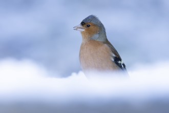 Eurasian chaffinch (Fringilla coelebs) adult male garden bird in snow in winter, England, United