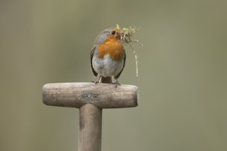 European robin (Erithacus rubecula) adult garden bird with nesting material in its beak on a fork