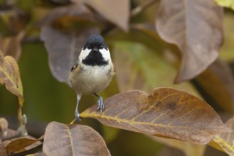 Coal tit (Periparus ater) adult garden bird in a Magnolia tree with autumn colour leaves, England,