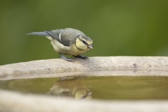 Blue tit (Cyanistes caeruleus) juvenile garden bird on a bird bath in summer, England, United
