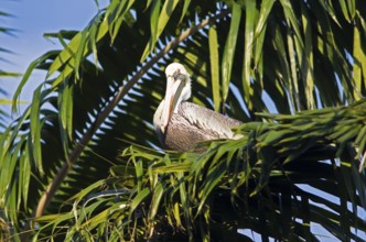 Pelican (Pelecanus) on a palm tree at the Rio Dulce, Livingston, Departamento Izabal, Guatemala