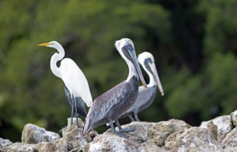 Pelicans (Pelecanus) at the river Rio Dulce, Livingston, Departamento Izabal, Guatemala