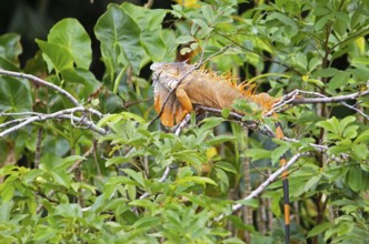 Green iguana (Iguana iguana) in the bushes by the Rio Dulce river, Livingston, Departamento Izabal,