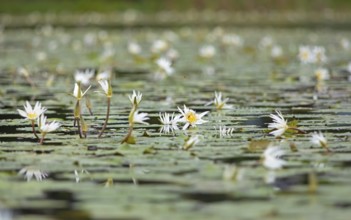 European white water lilies (Nymphaea alba) on the Rio Dulce, Livingston, Departamento Izabal,