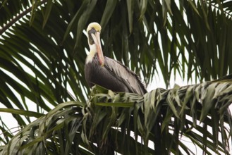 Brown pelican (Pelecanus occidentalis) on a palm tree at the Rio Dulce, Livingston, Departamento