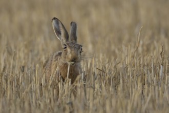 European brown hare (Lepus europaeus) adult mammal eating a wheat sheath in a farmland stubble