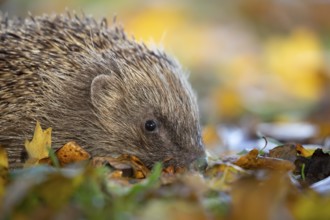 European hedgehog (Erinaceus europaeus) adult mammal walking on fallen autumn colour leaves in a