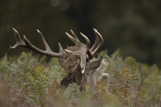 Red deer (Cervus elaphus) adult male stag mammal roaring during the rutting season in autumn,