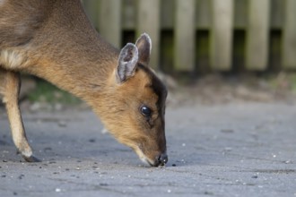 Muntjac deer (Muntiacus reevesi) adult mammal feeding on an urban path, England, United Kingdom