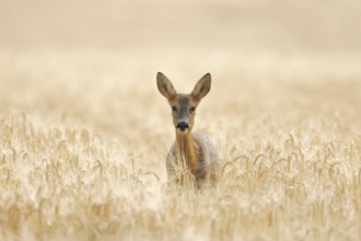Roe deer (Capreolus capreolus) adult female doe animal in a farmland barley field in summer,