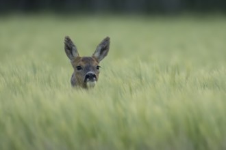Roe deer (Capreolus capreolus) adult female doe animal in a farmland cereal field in summer,