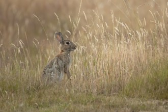 European rabbit (Oryctolagus cuniculus) adult wild mammal feeding in long grass in summer, England,