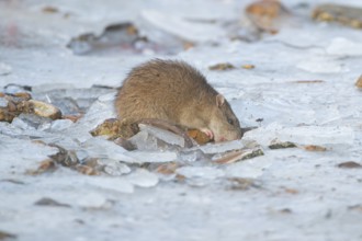 Brown rat (Rattus norvegicus) adult mammal eating seed on frozen ground in winter, England, United