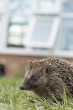 European hedgehog (Erinaceus europaeus) adult mammal on a garden grass lawn with a house in the