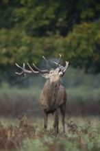 Red deer (Cervus elaphus) adult male stag mammal roaring during the rutting season in autumn,