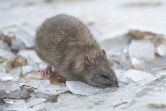 Brown rat (Rattus norvegicus) adult mammal searching for food on frozen ground in winter, England,