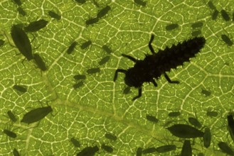 Harlequin ladybird or ladybug (Harmonia axyridis) adult insect larva eating a Plum aphid