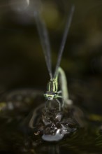 Blue tailed damselfly (Ischnura elegans) adult female insect laying eggs or ovipositing on pond