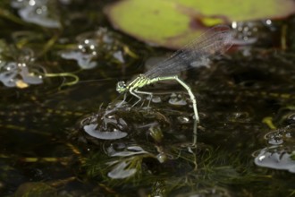 Blue tailed damselfly (Ischnura elegans) adult female insect laying eggs or ovipositing on pond