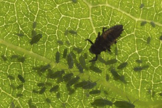 Harlequin ladybird or ladybug (Harmonia axyridis) adult insect larva and Plum aphid (Hyalopterus