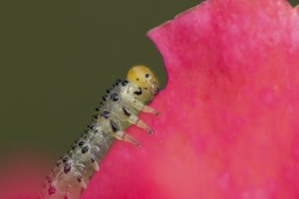 Large rose sawfly (Arge pagana) adult insect larva garden pest feeding on a rose plant petal in