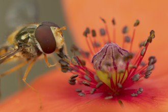 Common hoverfly (Eupeodes corollae) adult insect feeding on pollen from a red Common field poppy