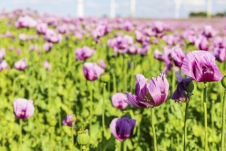 Field with blue poppy (Papaver somniferum) in bloom, Penig, Saxony, Germany