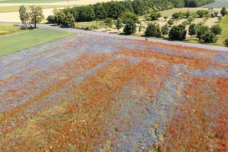 Aerial view of a field where corn poppies (Papaver rhoeas) and cornflowers (Centaurea cyanus) are