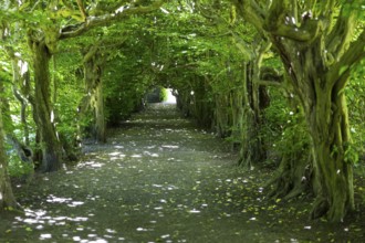 Pergola with old hornbeams (Carpinus betulus) in Pulsnitz Castle Park, Saxony, Germany