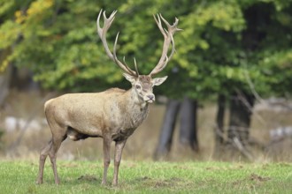 Red deer (Cervus elaphus) during the rutting season, capital stag in a forest clearing, wildlife,
