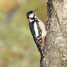 Great spotted woodpecker (Dendrocopus major), male, foraging on the trunk of a common birch (Betula