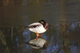 Duck on a lake in winter, Germany