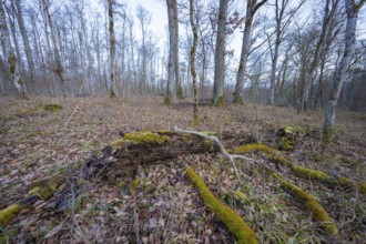 Wooded landscape with deciduous trees and moss-covered branches in a calm autumn atmosphere, fire