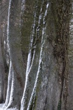 Alley in winter with snow and trees, Germany