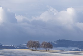 European white birch trees (Betula pendula) throw a long shadow on a frost-covered meadow on a very