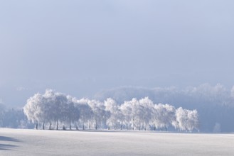 Frosted European white birch trees (Betula pendula) with a long shadow on a frost-covered meadow on