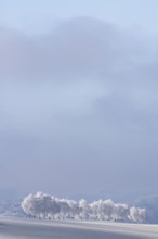 Frosted European white birch trees (Betula pendula) with a long shadow on a frost-covered meadow on