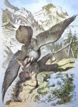 A vulture attacks a boy, historical illustration of animal life in the alpine world/A vulture