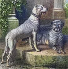 Historical illustration of the Great Dane, a large German domestic dog breed, Great Dane, you have