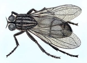 Historical illustration of a housefly, Musca domestica/Historical illustration of a housefly, Musca