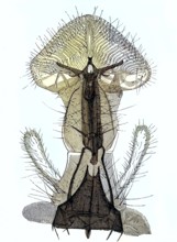 Historical illustration of a housefly, detail of lip, pseudotracheae and lace, Musca