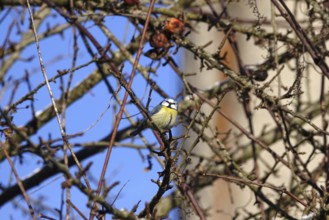 Paridae on a branch, winter, Germany