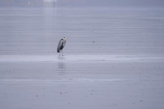 Grey heron on a frozen lake, winter, Saxony, Germany